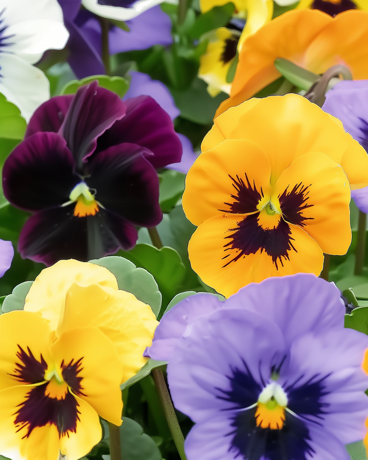 Viola Swiss Giants Seeds Viola Wittrockiana Annual Biennial Flowers