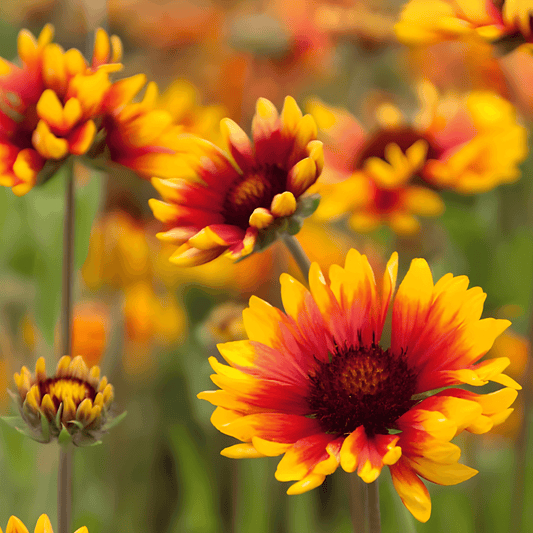 Gaillardia Aristata Seeds Blanket Flower Bright Summer Blooms