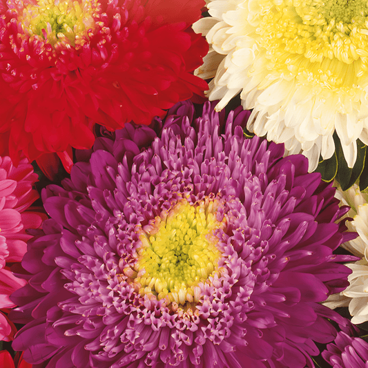 Summer Aster Seeds Callistephus Chinensis Powderpuff Mixed