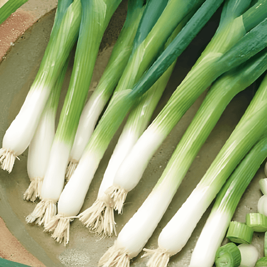 Spring Onion Seeds Allium Fistulosum Ishikura Long Stalk Variety