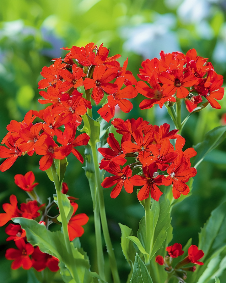 Burning Love Lychnis Chalcedonica Seeds Intense Red Flowers