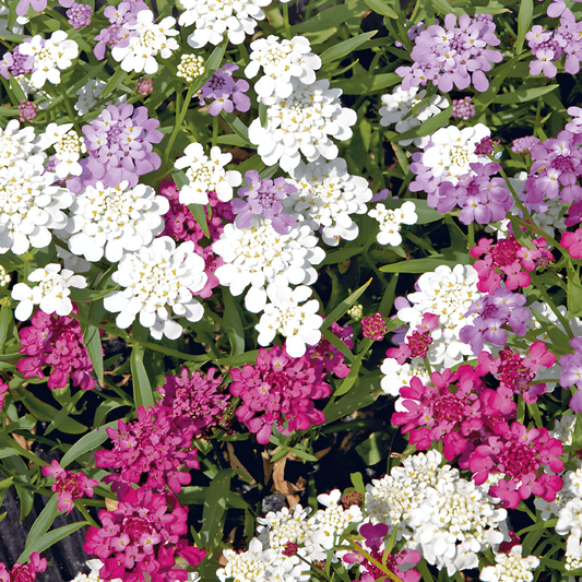 Mixed Wallflower Seeds Iberis Umbellata Sweet Smelling Annual