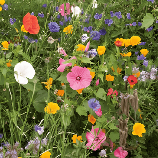 Butterfly Flower Seed Mix Butterfly Mixture Seeds Annual Flowers