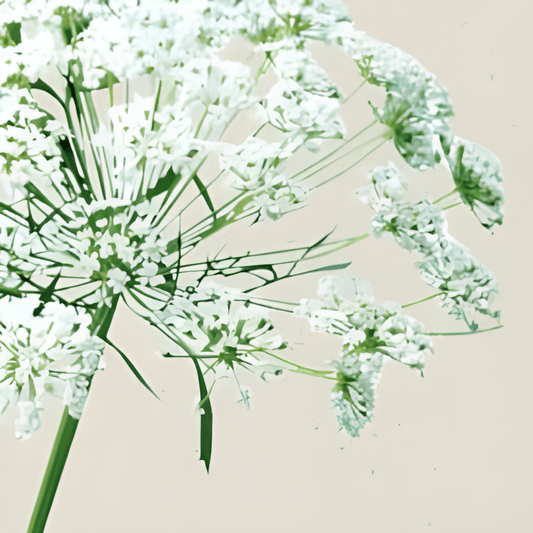 Organic Ammi Majus Seeds White Dill Annual Flowers Ammi Majus