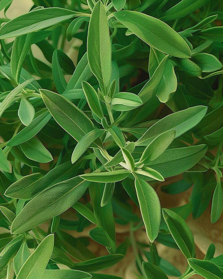 Summer Savory Seeds Satureja Hortensis Annual Herb Variety