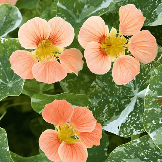 Nasturtium Alaska Salmon Seeds Tropaeolum Majus Nanum Flower