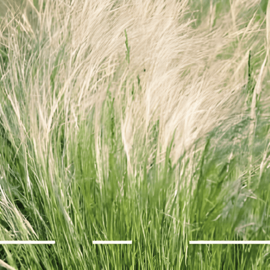 Feather Grass Seeds Stipa Tenuissima Ornamental Flower Seeds