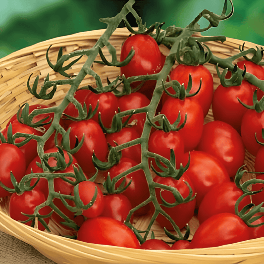 Snack Tomato Dattored F1 Seeds Solanum Lycopersicum High Yield