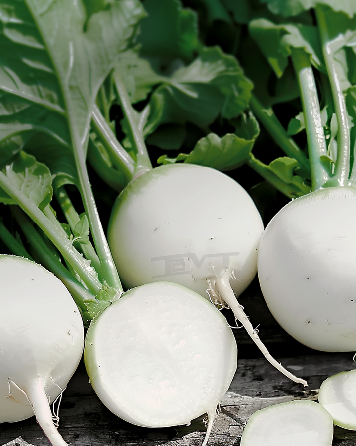 Round White Radish Seeds Raphanus Sativus Tondo Bianco