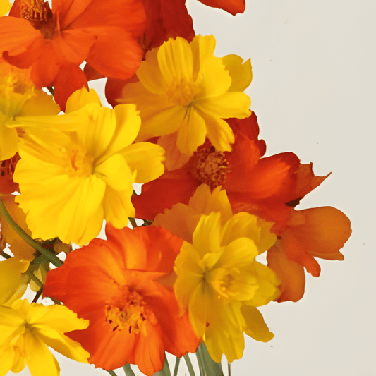 Cosmos Bright Lights Seeds Cosmos Sulphureus Vibrant Flower Mix