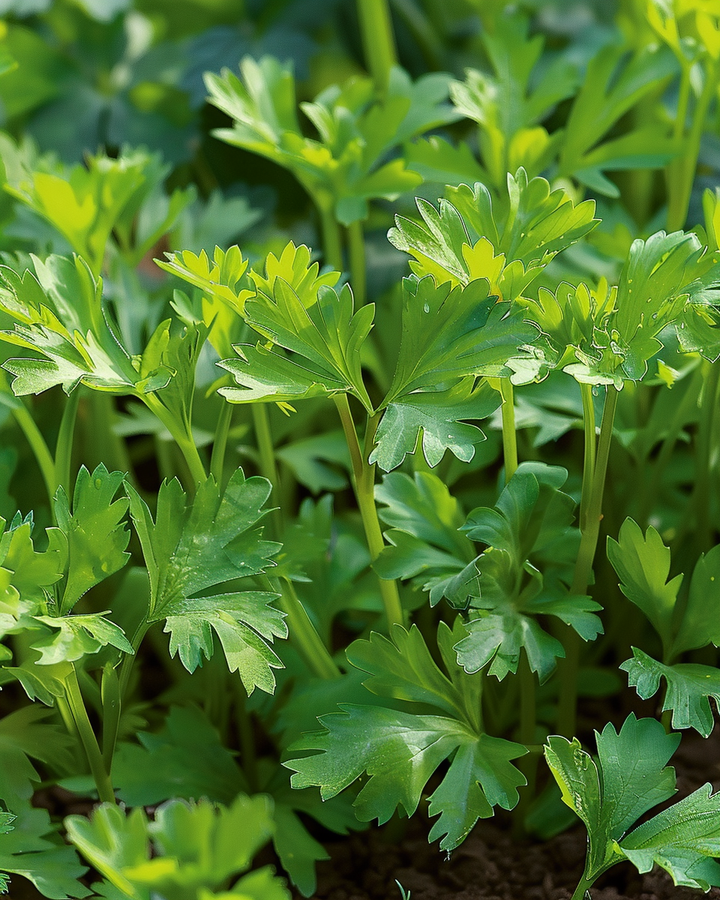 Winter Chervil Seeds Anthriscus Cerefolium Vertissimo Variety