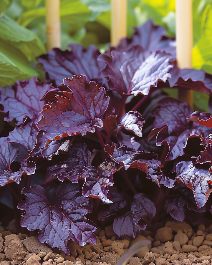 Purple Shiso Seeds Perilla Frutescens Japanese Herb Variety