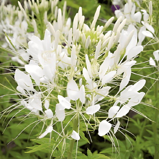 Cleome White Queen Seeds Cleome Hassleriana Annual Flowers