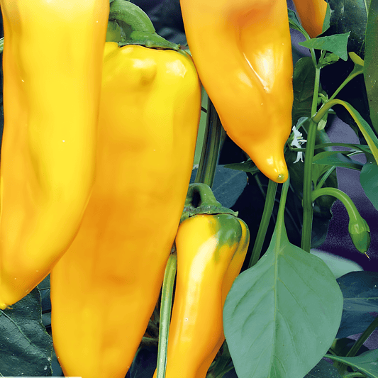 Paprika Palladio F1 Seeds Capsicum Annuum Yellow Horn Variety
