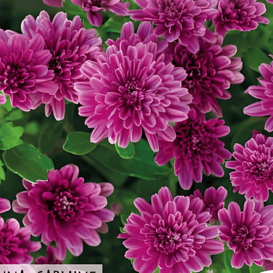 Summer Aster Callistephus Chinensis Seeds Bambina Carmine Pink