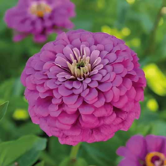Zinnia Dahlia-flowered Lavender Seeds Zinnia Elegans Annual Flowers