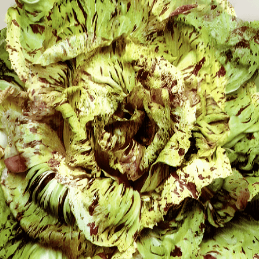 Lamb's Lettuce Seeds Cichorium Intybus L Variegated Radicchio