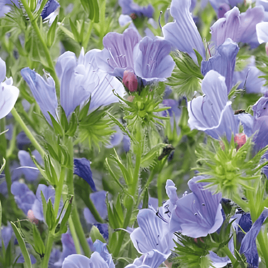 Viper's Bugloss Seeds Echium Plantagineum Blue Bedder Annual