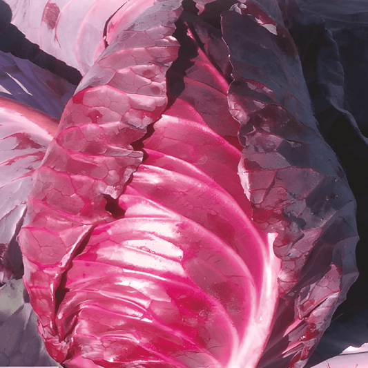 Red Pointed Cabbage Brassica Oleracea Seeds Kalibos Variety