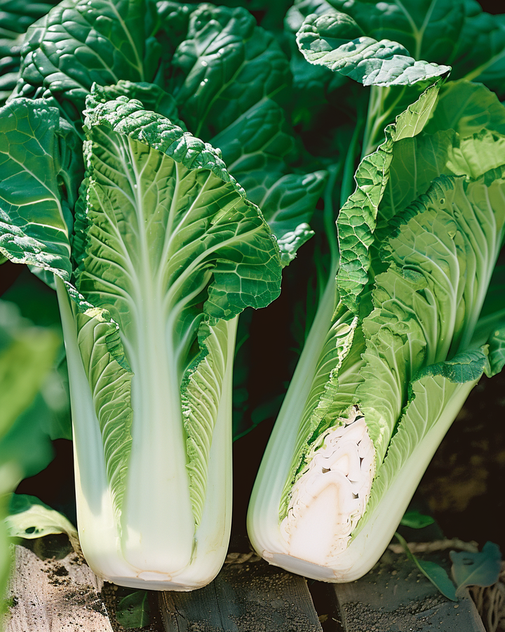 Chinese Cabbage Seeds Brassica Pekinensis Vegetable Crop