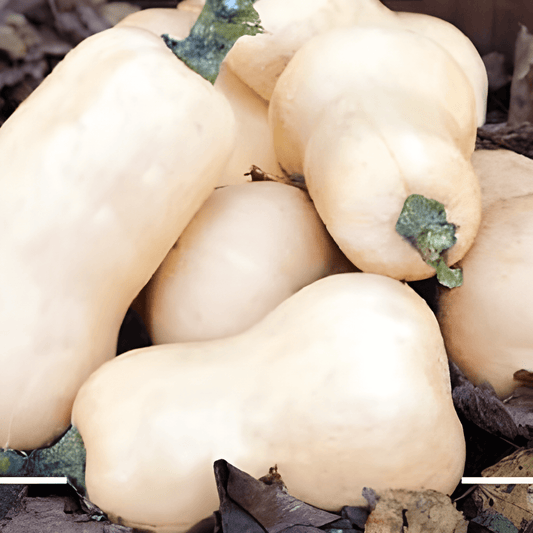 Waltham Butternut Pumpkin Seeds Cucurbita Moschata Vegetable Variety