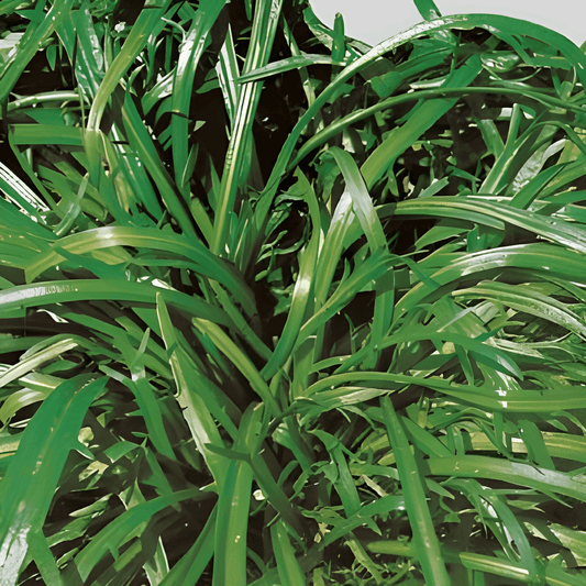 Plantain Erba Stella Seeds Plantago Coronopus Leafy Vegetable Crop