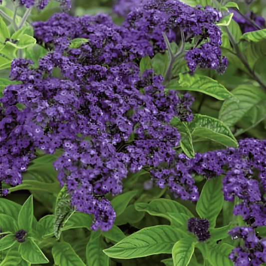 Heliotropium Solstice Marine Blue Seeds Heliotropium Arborescens Peruvianum