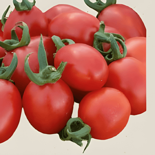 Organic Principe Borghese Tomato Seeds Solanum Lycopersicum