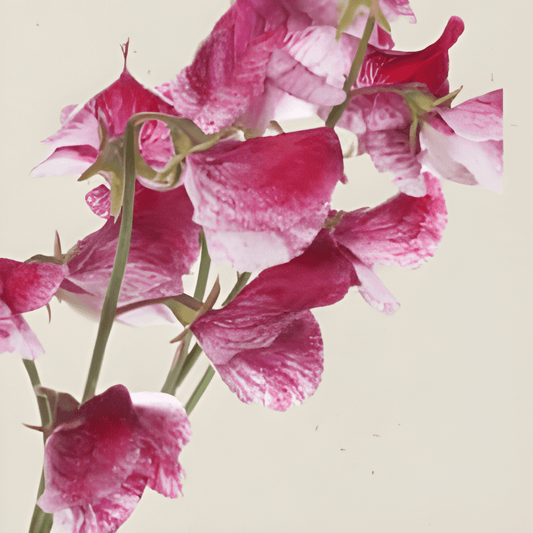 Organic Sweet Pea Seeds Lathyrus Odoratus Painted Lady Flowers