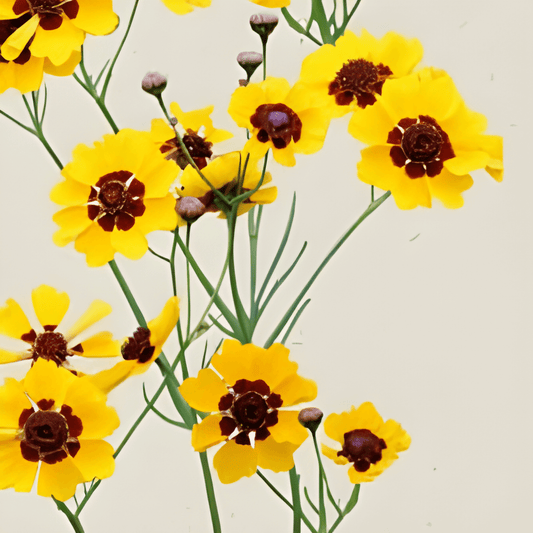 Coreopsis Seeds Coreopsis Tinctoria Prolific Summer Bloomer Seeds