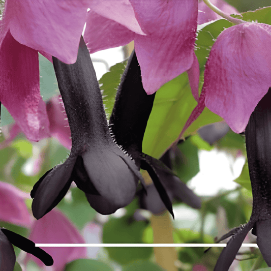 Climbing Flowers Seeds Rhodochiton Atrosanguineum Chinese Purple Bells