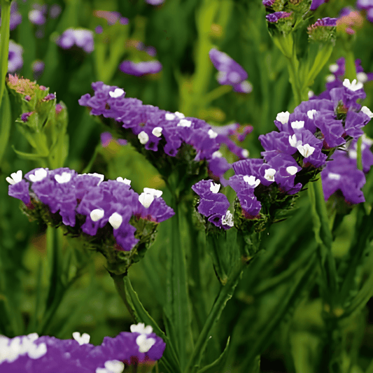 Lamsoor Fortune Dark Blue Limonium Sinuatum Seeds Flowers