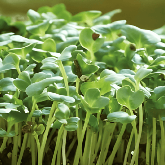 Kale Microgreens Seeds Brassica Oleracea Fast Growing Vegetables