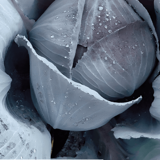 Red Cabbage Langerdijker Allervroegste Brassica Oleracea Seeds