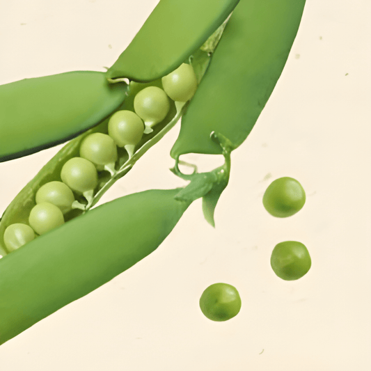 Organic Pea Seeds Pisum Sativum Karina Sweet Early Variety