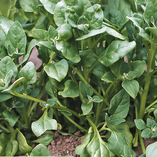 New Zealand Spinach Seeds Tetragonia Tetragonoides Vegetable Variety