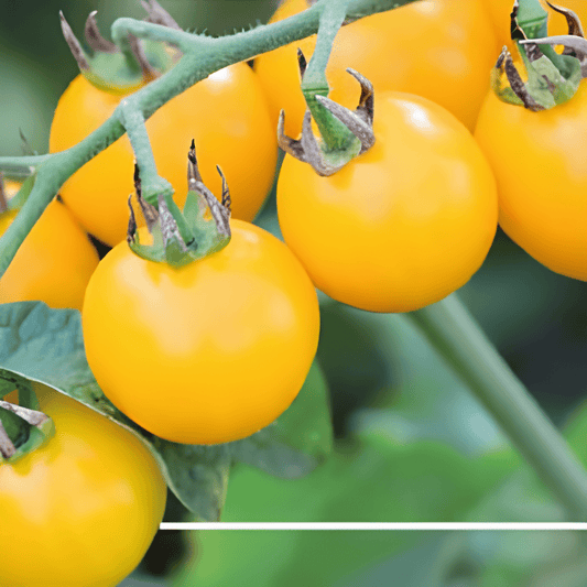 Yellow Cherry Tomato Seeds Solanum Lycopersicum Yellow Cereza Variety