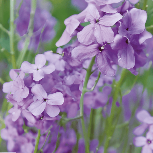 Hesperis Seeds Hesperis Matronalis Fragrant Violet Biennial Flowers