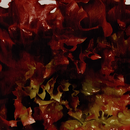 Winter Curly Lettuce Seeds Lactuca Sativa L. Italian Cut Variety