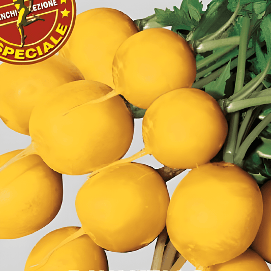 Yellow Radish Seeds Ravanello Zlata Raphanus Sativus Vegetable