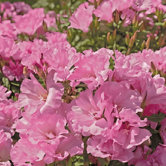 Godetia Seeds Clarkia Amoena Summer Azalea Sweetheart Pink