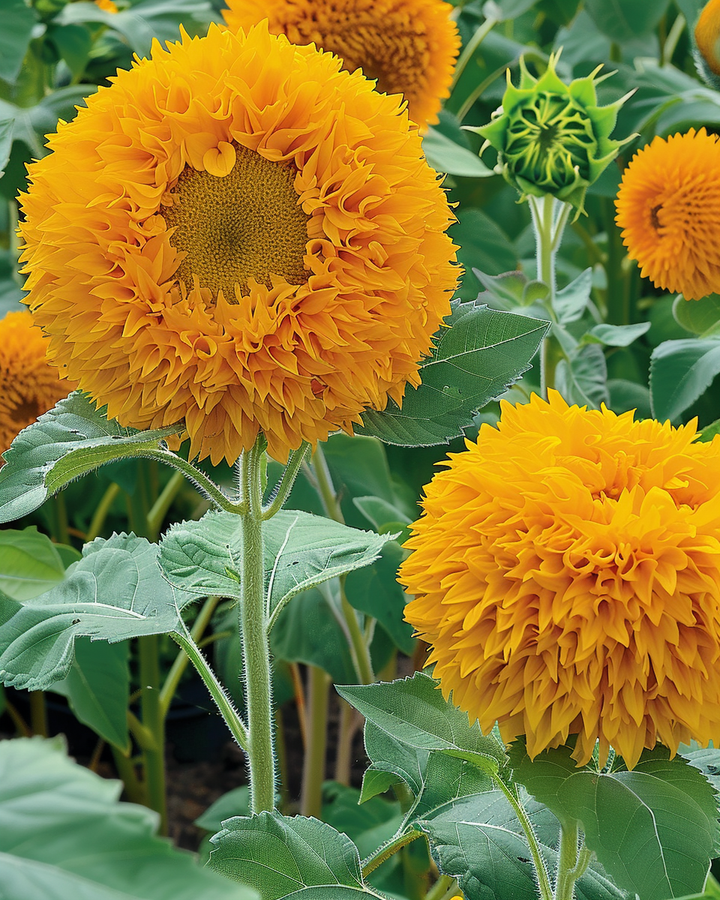 Double-flowered Sunflower Sungold Seeds Helianthus Annuus Low Height