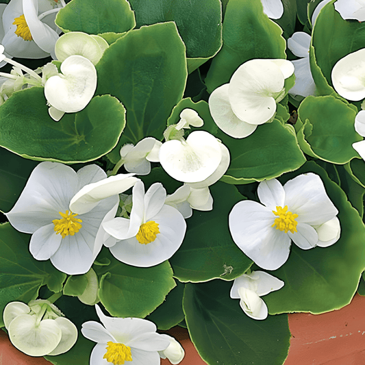 Begonia F1 White Comet Seeds Begonia Semperflorens Flowering Variety