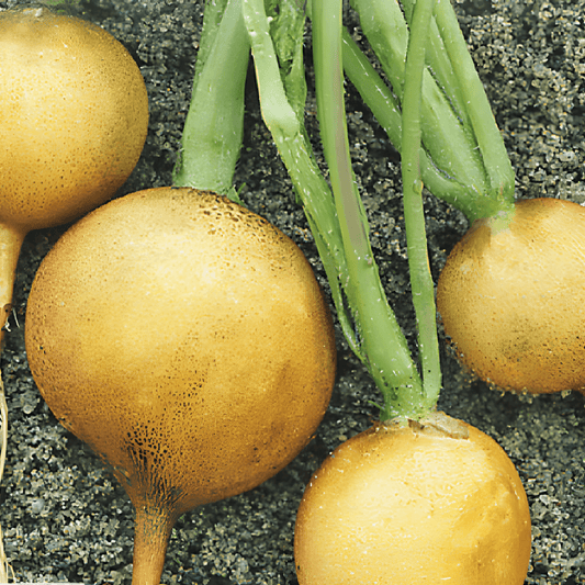 Yellow Turnip Seeds Brassica Rapa Goldana Autumn Bulbs