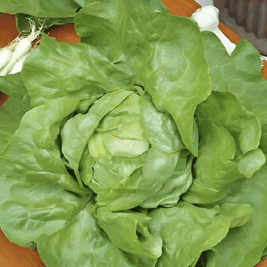 Butterhead Lettuce Seeds Lactuca Sativa Very Slow Bolt Variety