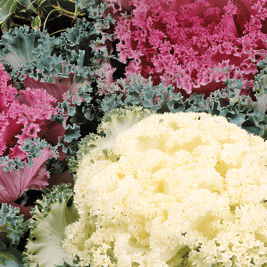 Ornamental Cabbage Seeds Brassica Oleracea Mixed Variety