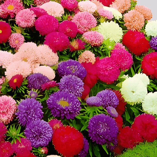 Summer Aster Seeds Callistephus Chinensis Nano Merveille Mix