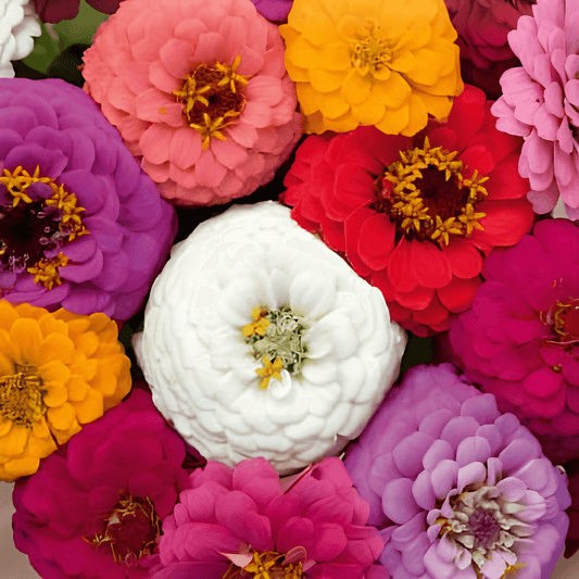 Zinnia Liliput Zinnia Elegans Seeds Long Blooming Annual Flowers