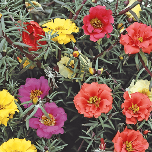 Portulaca Double-flowered Seeds Portulaca Grandiflora Mixed Colors