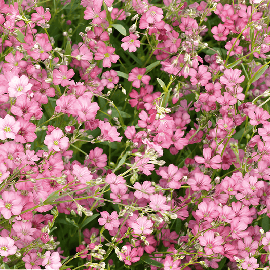 Creeping Gypsophila Seeds Gypsophila Repens Pink Flowering